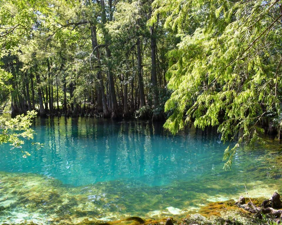 Wander through Florida's enchanting springs from Crystal River to Weeki Wachee, experiencing manatees, magical underwater shows, and more - a journey you won't want to miss!