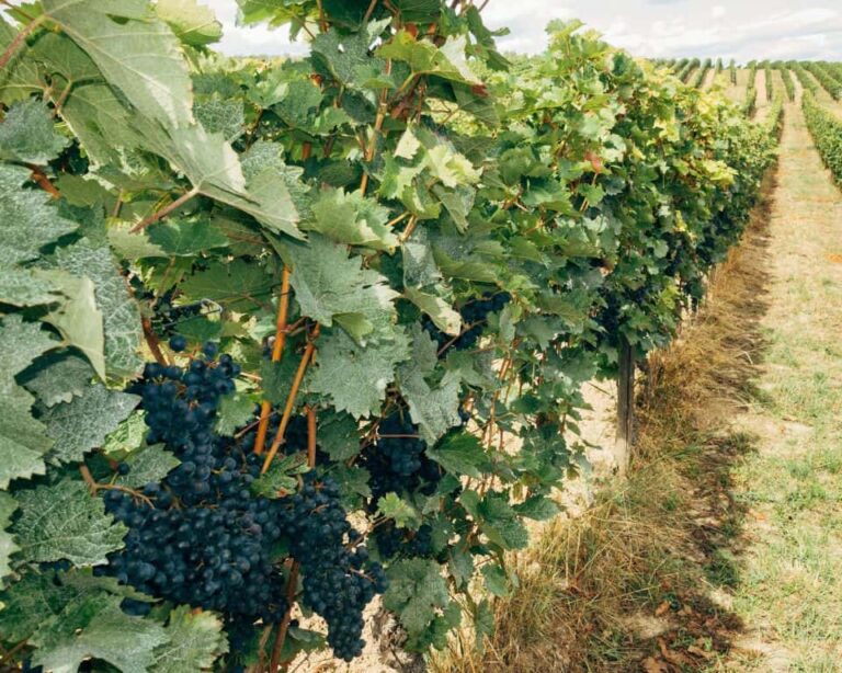 Let your taste buds embark on a gastronomic journey through Georgia's Wine Country, an agritourism haven with so much more to explore.