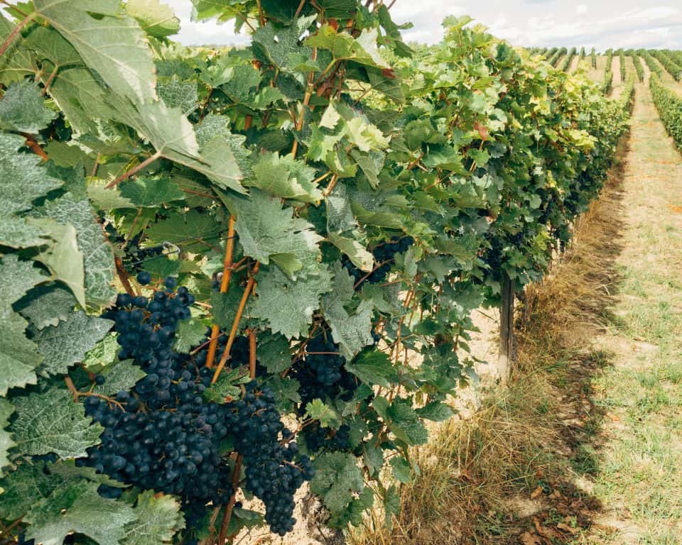 Let your taste buds embark on a gastronomic journey through Georgia's Wine Country, an agritourism haven with so much more to explore.