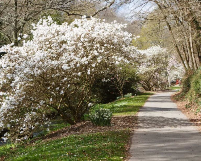 Delve into the enchanting world of historic plantations and charming coastal towns along the Carolina-Georgia loop, where timeless treasures await discovery.