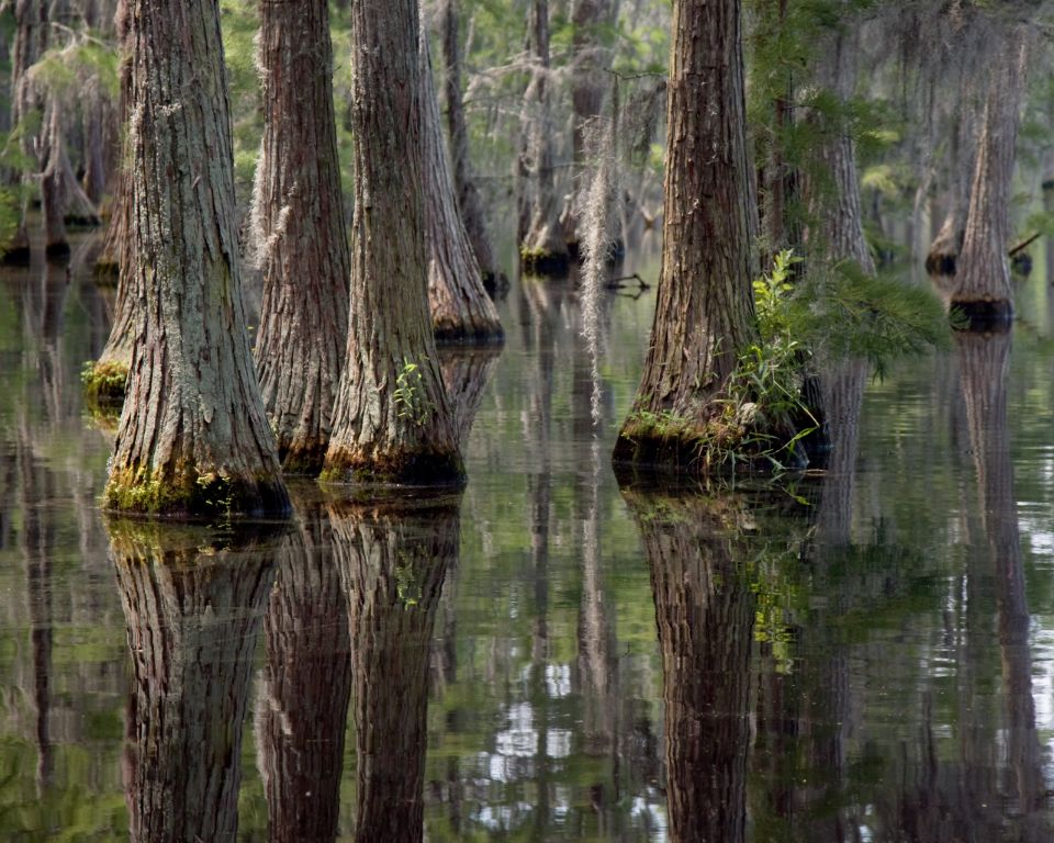 Yearn for adventure? Embark on a memorable kayaking journey through Georgia's vast Okefenokee swamp, teeming with diverse wildlife and mesmerizing landscapes.