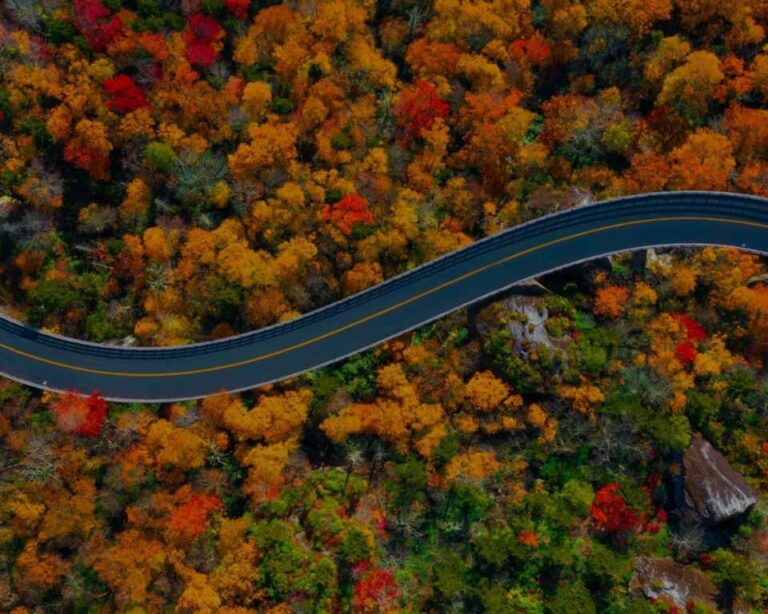 Journey along the vibrant spring wildflower route from Blue Ridge Parkway to Ocala National Forest; an awe-inspiring spectacle awaits.