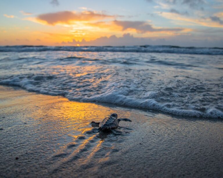 Get ready to explore two hidden beach gems, St. Simons Island and Apalachicola, with their serene coastlines, historic charm, and unique adventures.