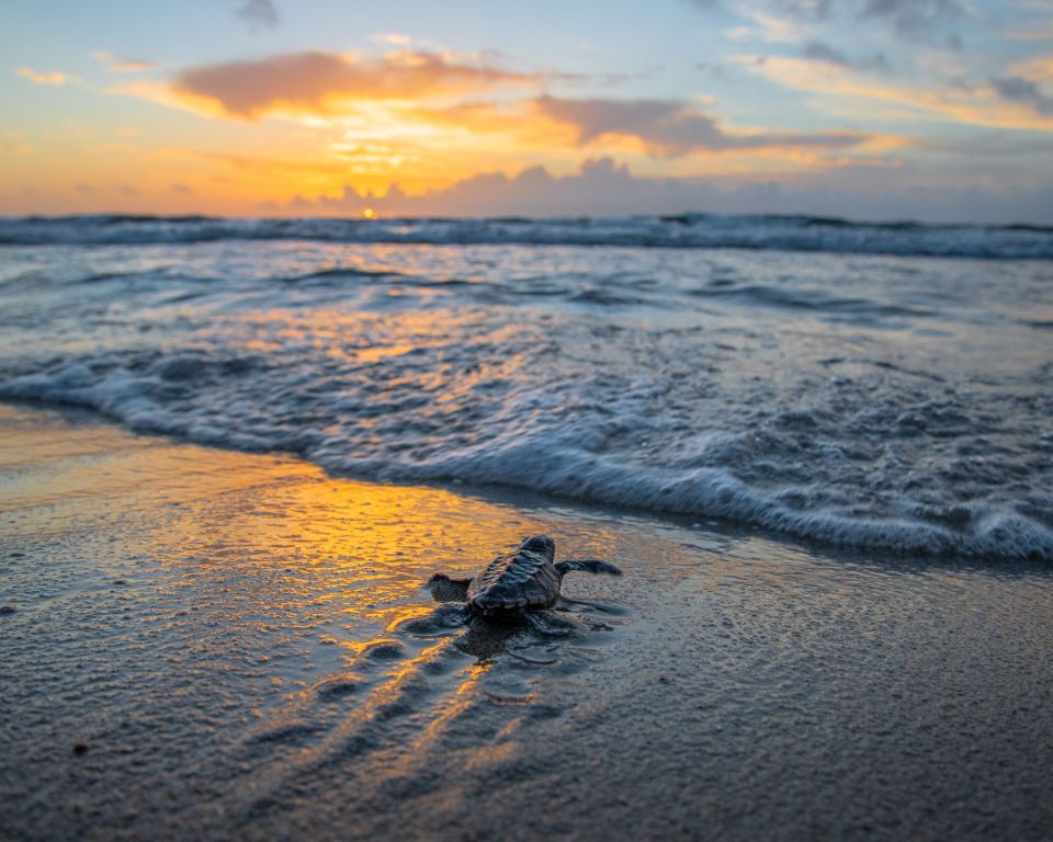Get ready to explore two hidden beach gems, St. Simons Island and Apalachicola, with their serene coastlines, historic charm, and unique adventures.